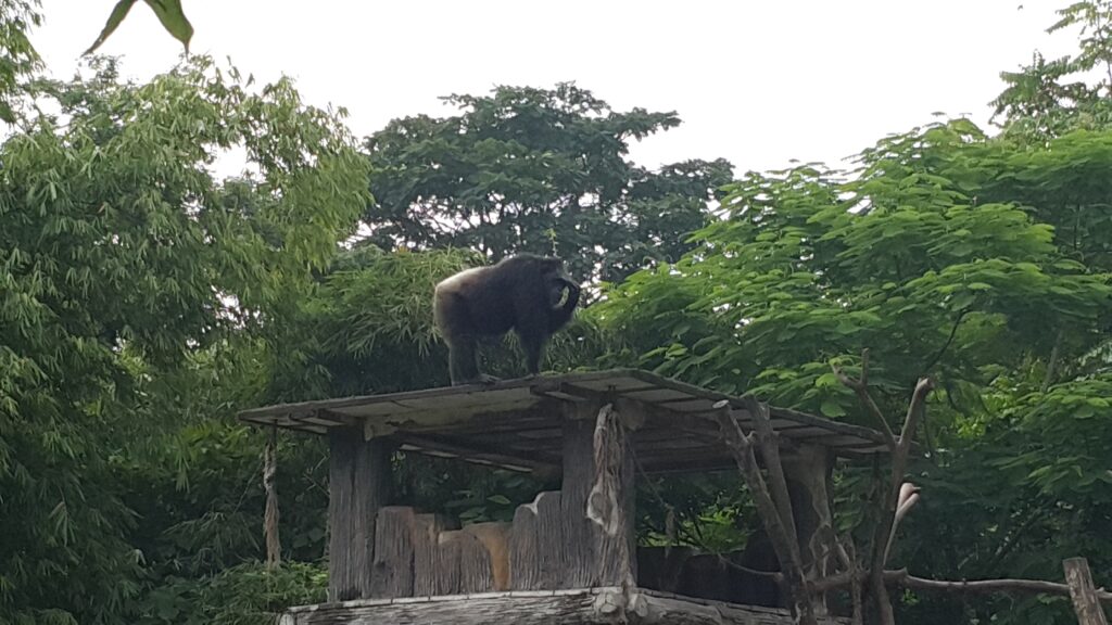 Monkey King