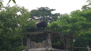 Monkey King